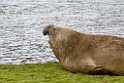 Elephant seal.20081112_3773